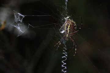 Wasp spider (Argiope bruennichi) on web. Black and yellow stripe. Large, colorful spider
