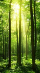 Sunlit Forest Pathway - Lush Green Trees