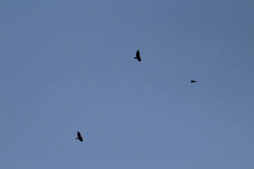 Black silhouette of big bird or eagle flying on blue sky background. Bird silhouette background concept
