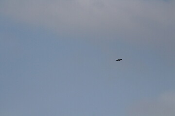 Black silhouette of big bird or eagle flying on blue sky background. Bird silhouette background concept
