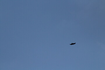 Black silhouette of big bird or eagle flying on blue sky background. Bird silhouette background concept
