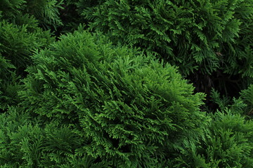 Closeup fresh green christmas leaves, branches of thuja trees on green background. Thuya twig occidentalis, evergreen coniferous tree. Chinese thuja. Conifer cedar thuja leaf green texture
