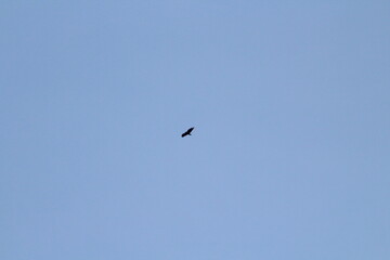 Fototapeta premium Black silhouette of big bird or eagle flying on blue sky background. Bird silhouette background concept 