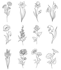 A set of flowers drawn with lines. Illustration of poppy, rose, snowdrop, daisy. Flowers for floral design of the site or advertising banner. Summer blooming flowers drawn.