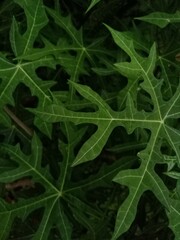 Obraz premium close up of green leaf