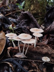 Close-up of three white tropical wild mushrooms with smooth caps and slender stems, growing together in moist soil, highlighting their natural texture and delicate shape.