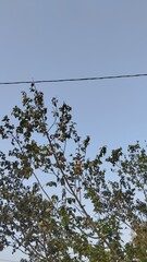 Cermai tree with sky background