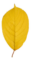 Yellow cherry leaf on isolated background, close up