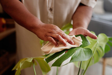 Close up of unrecognizable African American senior woman caring for exotic plants at home and...