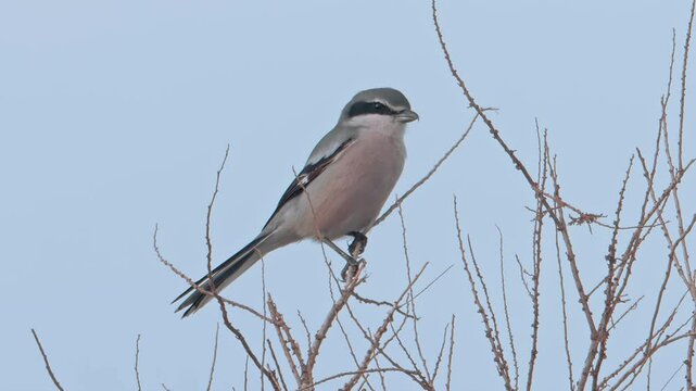 Loggerhead shrike (Lanius meridionalis), perching on a branch, close up.