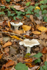 Mushrooms in the autumn forest