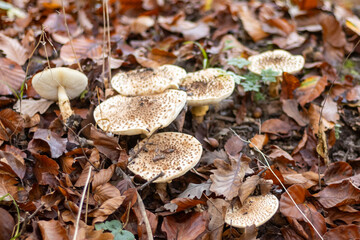 Mushrooms in the autumn forest