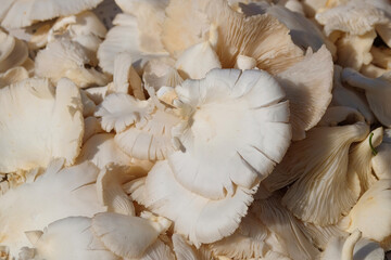 Close up White oyster mushrooms with abstract shapes. Oyster mushrooms as a cooking ingredient. Can be crispy fried with flour or cooked in sauce