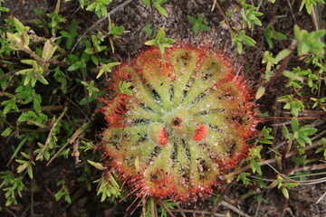 Drosera ฺBurmannii
the tropical sundew is a small, compact species in the carnivorous plant genus Drosera. Its natural geographical range includes the tropical and subtropical regions of Asia.
