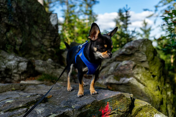 Diego the Chihuahua on Hadriwa High Path Trail in the Bavarian Forests Germany.