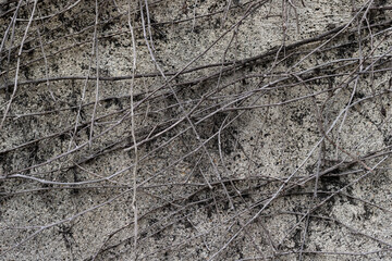 Sand and stone wall texture background with dried vines
