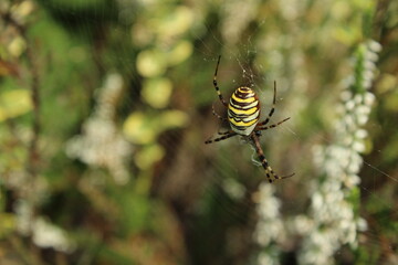 Wasp spider (Argiope bruennichi) on web. Black and yellow stripe. Large, colorful spider
