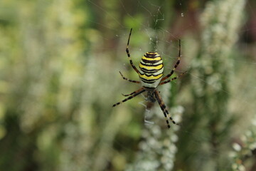 Wasp spider (Argiope bruennichi) on web. Black and yellow stripe. Large, colorful spider
