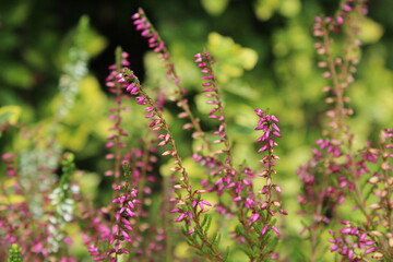 Fototapeta premium Closeup of colorful blossoming of heather (Calluna vulgaris) cultivated in hothouse. Pink form heather, Pink heather 