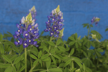 Close up of Texas Bluebonnet Flowers With Blue Brick Wall in Background