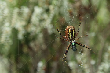 Wasp spider (Argiope bruennichi) on web. Black and yellow stripe. Large, colorful spider
