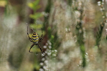 Wasp spider (Argiope bruennichi) on web. Black and yellow stripe. Large, colorful spider
