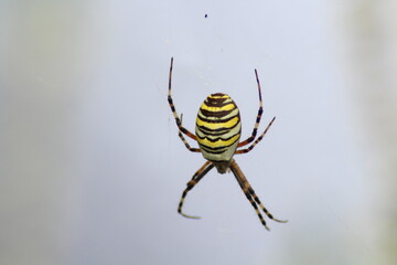Wasp spider (Argiope bruennichi) on web. Black and yellow stripe. Large, colorful spider
