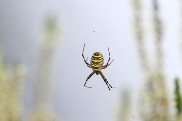 Wasp spider (Argiope bruennichi) on web. Black and yellow stripe. Large, colorful spider
