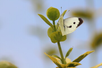 Female Large White Butterfly (Pieris brassicae) sitting on a leaves of Fortunes spindle. Beautiful butterfly background
