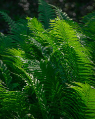 fern leaves