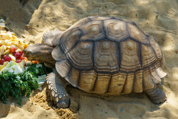 African spurred tortoise (Centrochelys sulcata), also called the sulcata tortoise in dry pond Kareike in Japanese garden of public landscape park of Krasnodar or Galitsky park, Russia