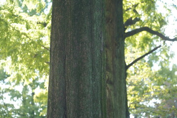 Fototapeta premium 岐阜県の公園の自然の風景