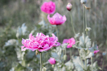 giant double pink poppy