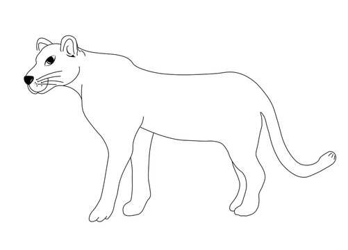 Puma. Wild animal of cat family. Vector stock illustration. Isolated on white background. 