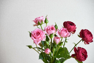 Obraz premium 赤とピンクのスプレーばら