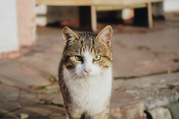A gray fluffy tomcat sits on the road. Gray street cat looking at camera close up, animals concept.