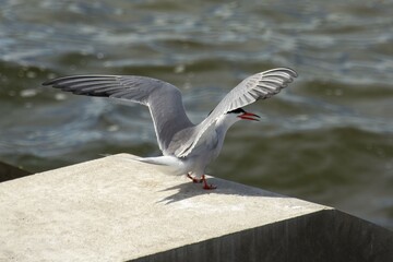 The common tern (Sterna hirundo)