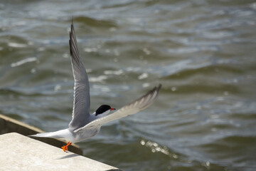 The common tern (Sterna hirundo)