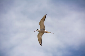 The common tern (Sterna hirundo)