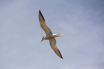 The common tern (Sterna hirundo)