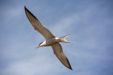 The common tern (Sterna hirundo)