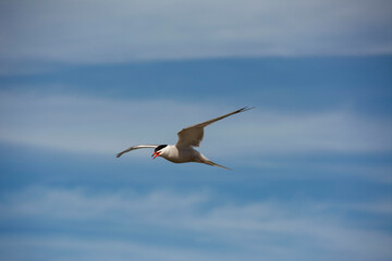The common tern (Sterna hirundo)