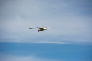 The common tern (Sterna hirundo)