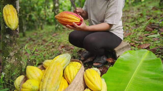 Woman farmer opening cacao pods with a machete and harvesting white cocoa beans on farm, traditional agriculture