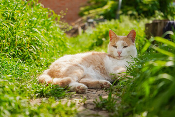 Red and white tomcat sits in the green grass. Old cat lays in the grass with sun shining on him. Old tired and very sick tomcat. Street cat in flower beds.