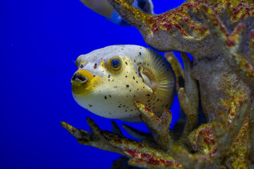 fish in aquarium