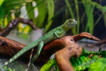 green lizard