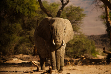 Elefant allein © Aeberhard