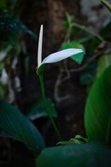 White flowers in the garden. Spathiphyllum wallisii flower