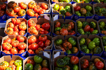 Colorful tomatoes are on sale at the market